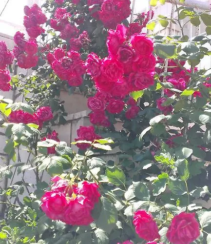 Guest house Michel 2*